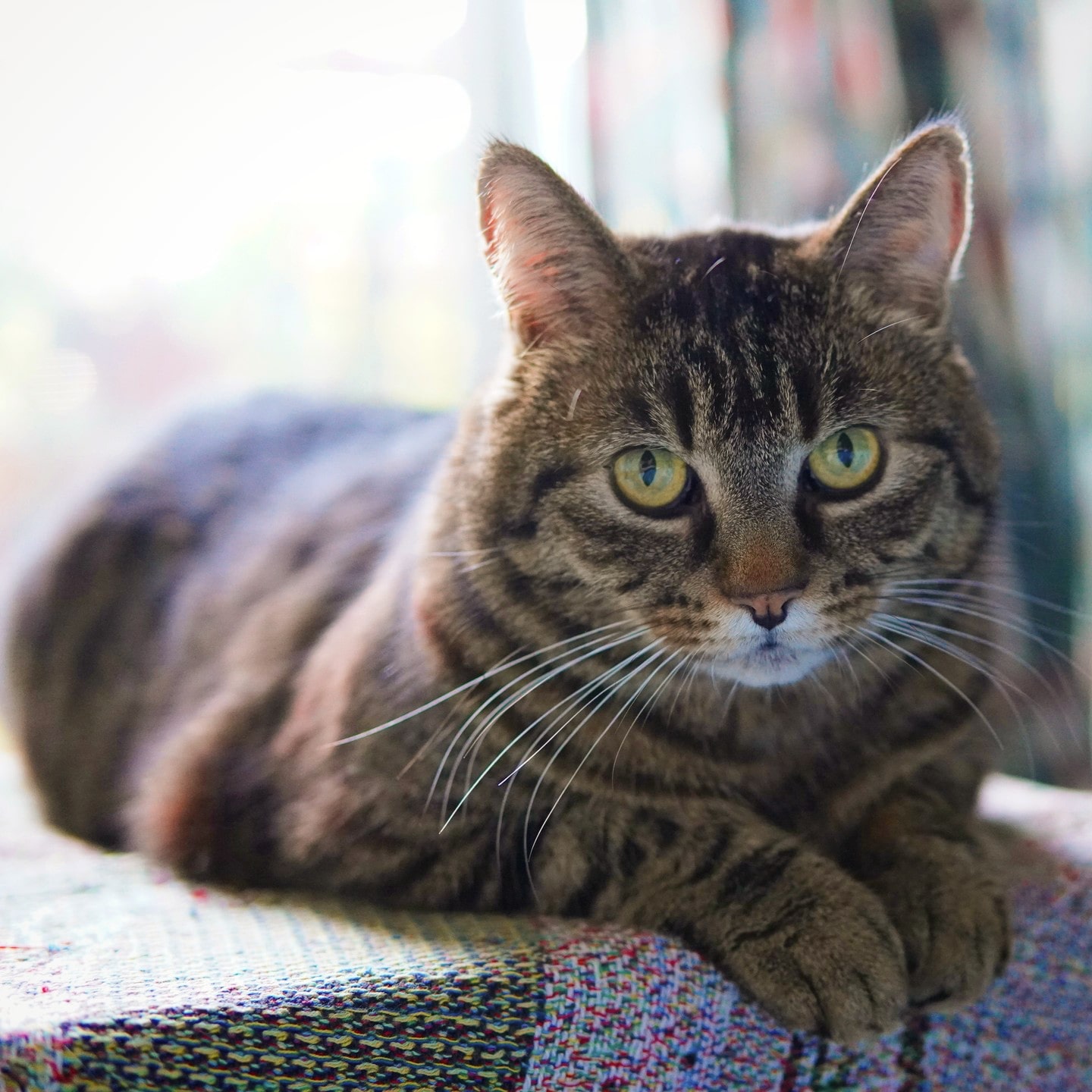 Neo the cat