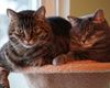 Katze Bild