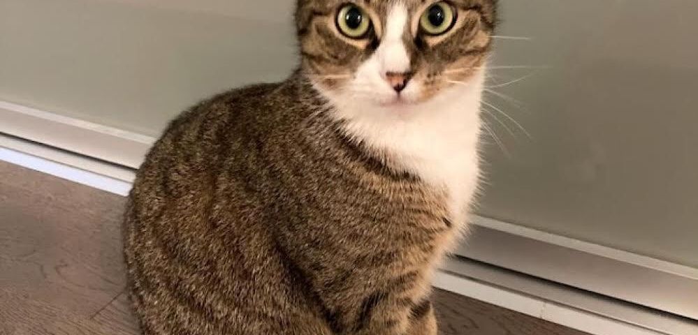 Content cat in comfortable home environment