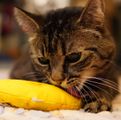 Katze Bild