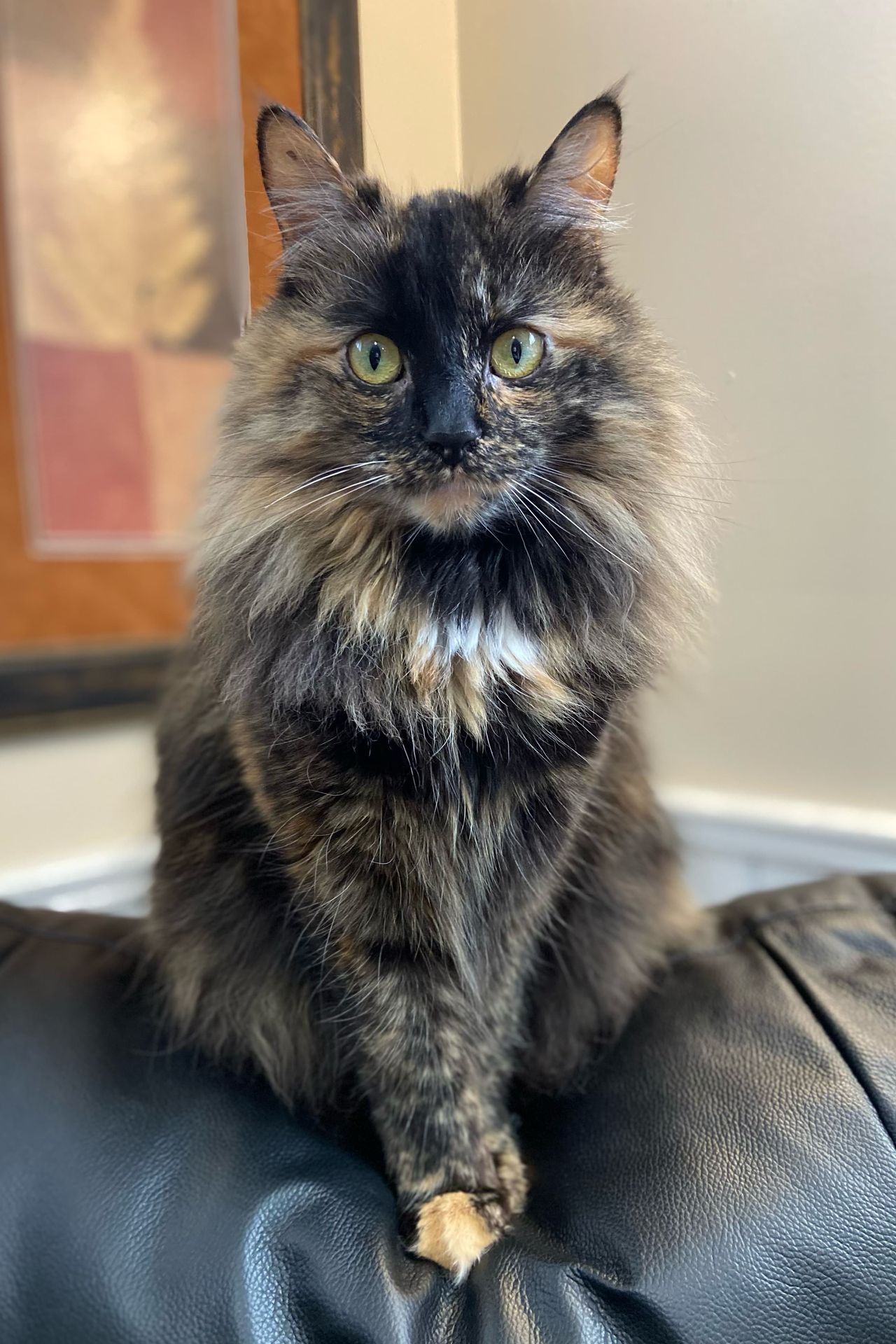 Gato de média resolução