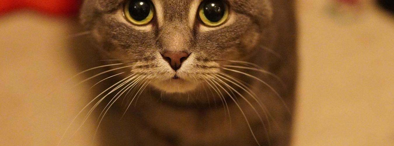 A beautiful cat representing the importance of pet insurance coverage