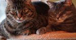 Katze Bild