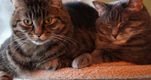 Katze Bild