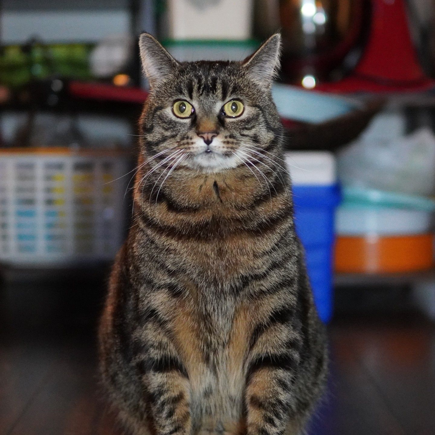 Gato de alta resolução