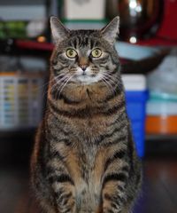Look! A cat