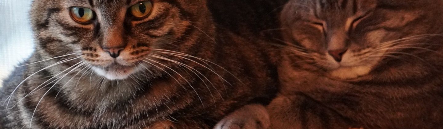 Big photo of a kitten