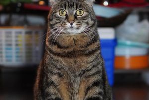 江湖夜雨十年灯