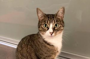 Süße Katze