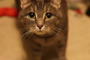 柳岩/李乃文/贾冰 喜剧