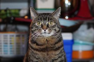 Süße Katze