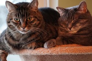 吴樾/曹骏 动作片