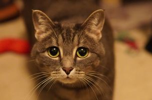 Süße Katze