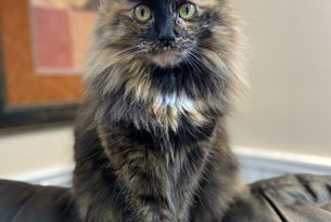 kitty