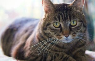 物理魔法使马修