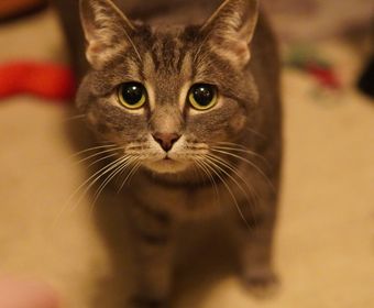 A cat waiting at a shelter
