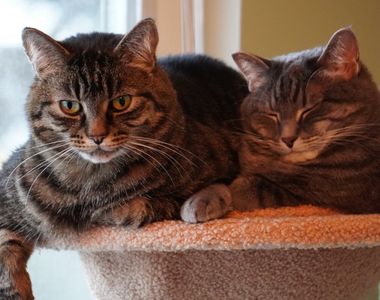 A rescued cat finding comfort