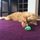An adorable placeholder cat