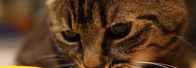 蓝天视频动漫banner