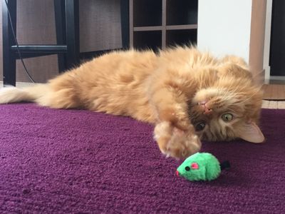 Персидская