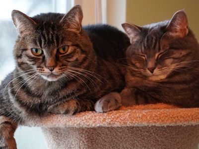 Cat reviewing business documents