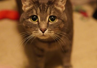 Kitten