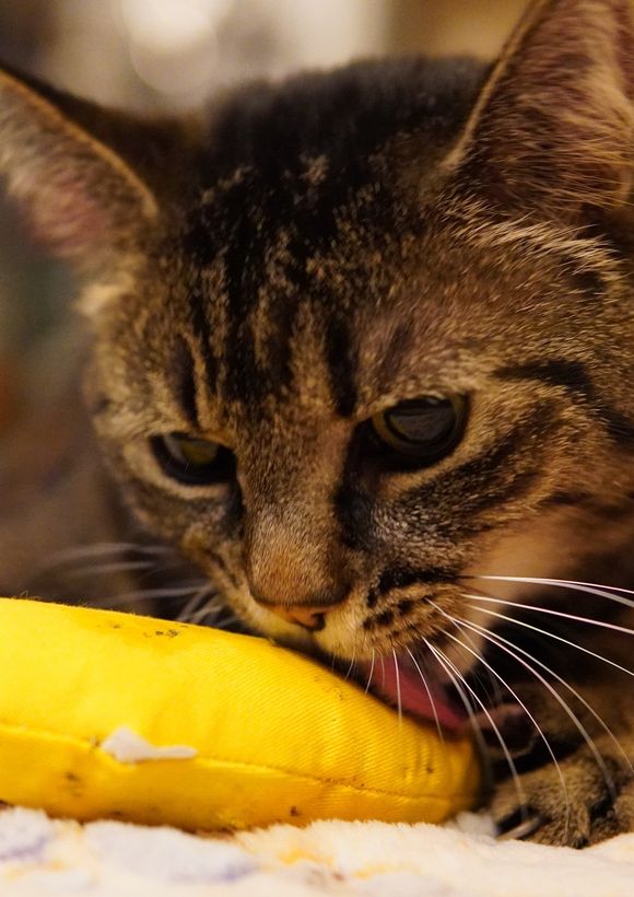 Bella in the lavender