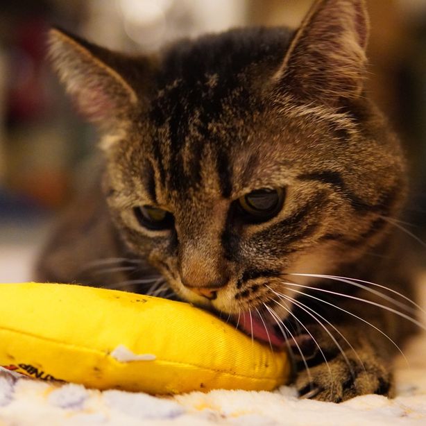 A placeholder image of a cat