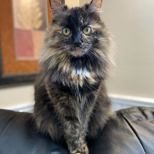 cat 2