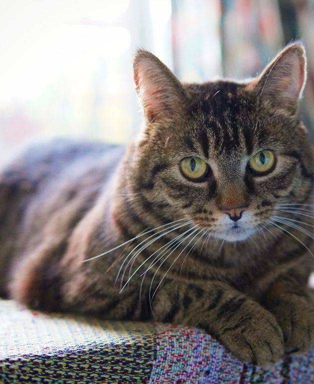 Sophie's beautiful coat