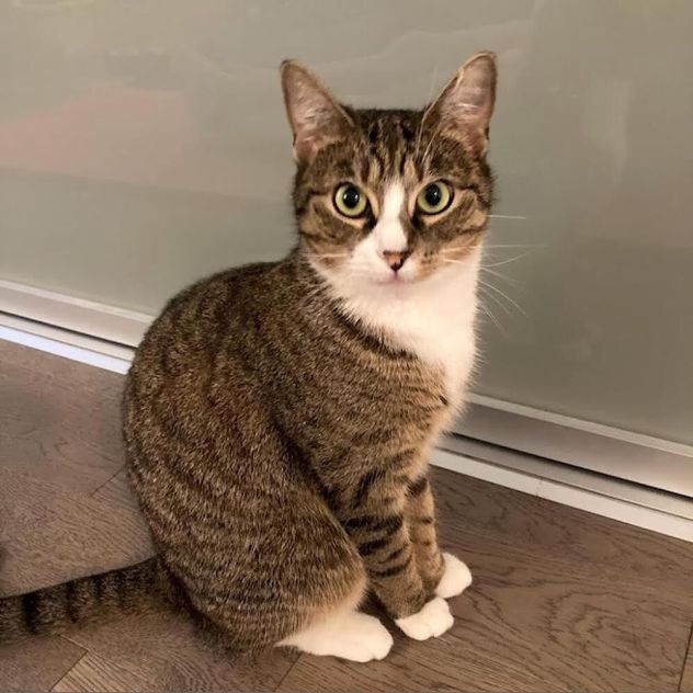 A placeholder image of a cat
