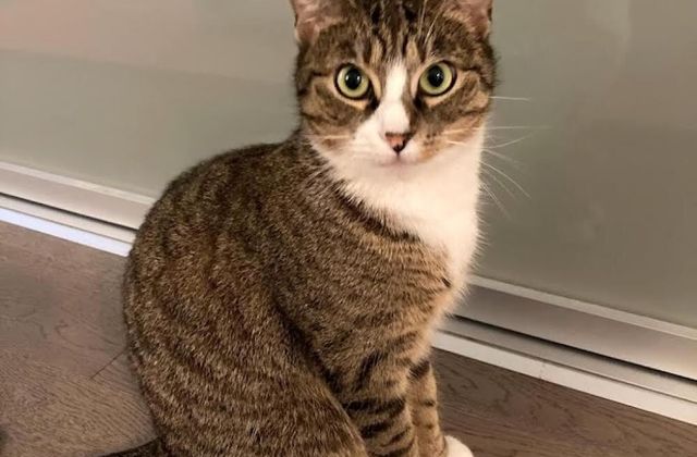 Hazel