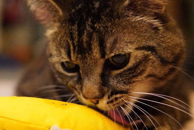 Jalen from Brightline Services