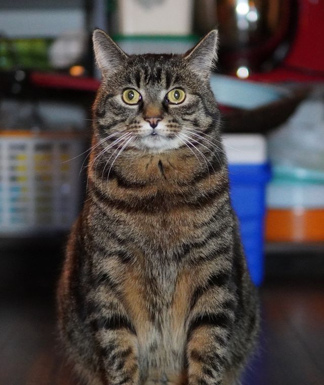 Tiger's full stretch