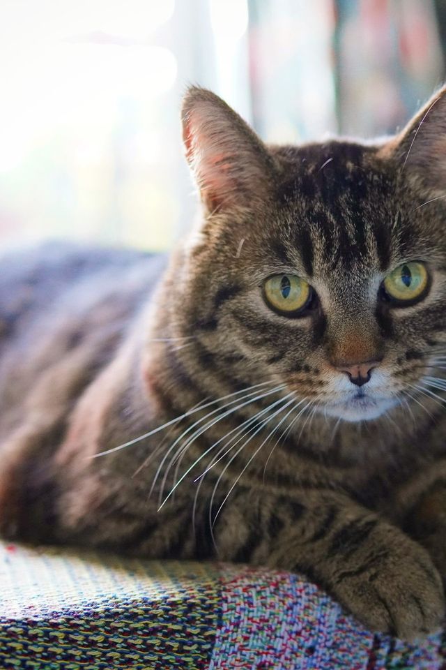 Gato de baixa resolução