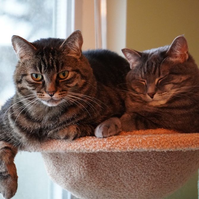 A placeholder image of a cat