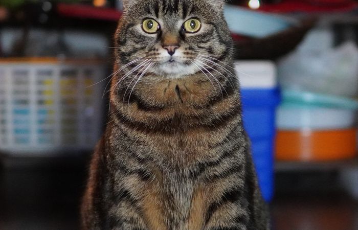 Coco