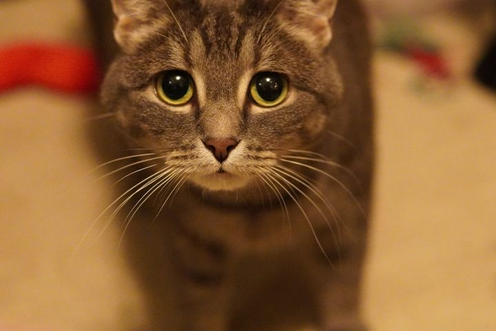 Lily