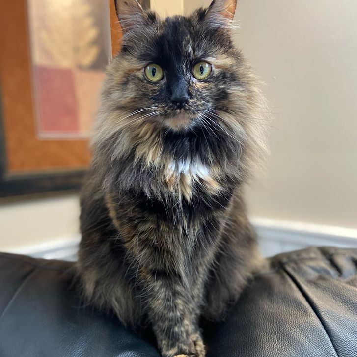 cat 13