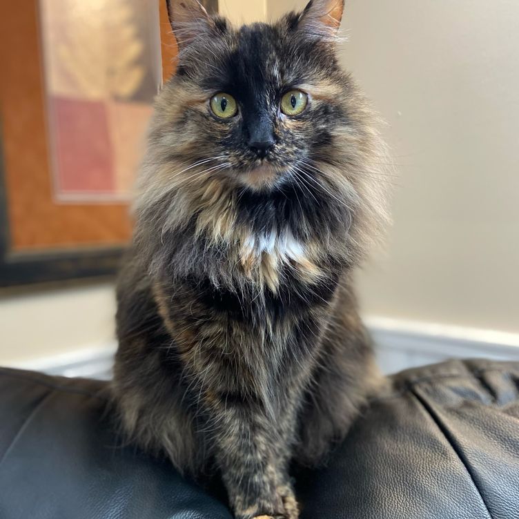 cat 15