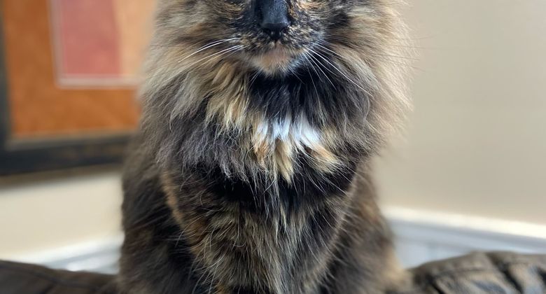 Young cat representing the importance of early insurance enrollment