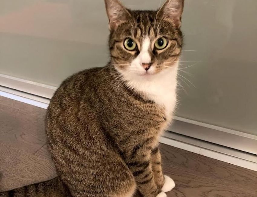 Meet Luna: A Portrait Session