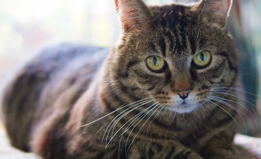 Oliver's Playful Moments