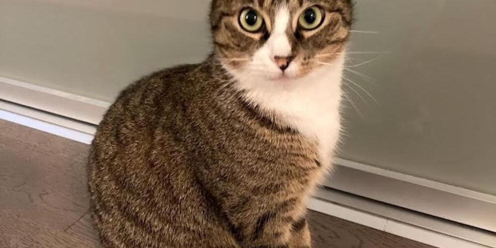 Beautiful fluffy cat resting peacefully