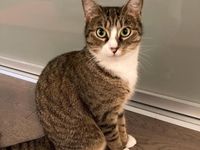 Cat placeholder image - Bella