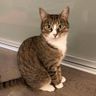 A cat named Bella