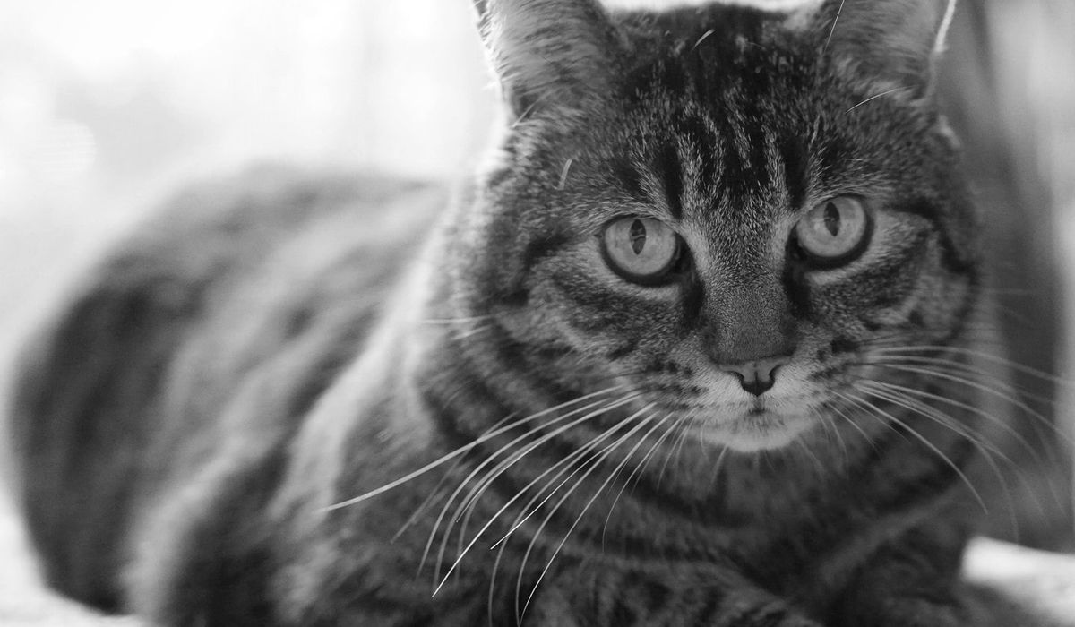 Smokey, a gray cat, dozing contentedly in a sunlit room