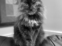 Grayscale cat placeholder image