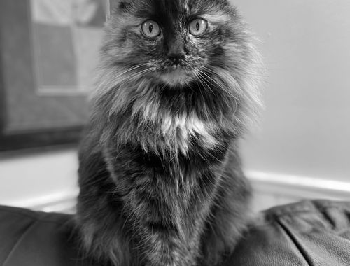 Cat looking out window