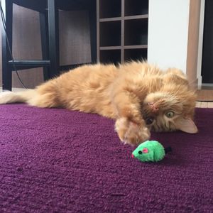 A light-colored tabby cat on a purple rug